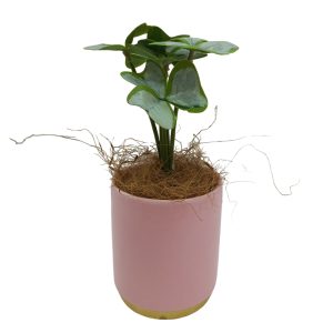 Artificial Plants Potted #557 - Image 3
