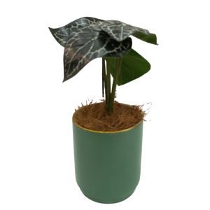Artificial Plants Potted #557 - Image 4