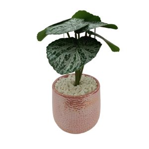 Artificial Plants Potted #569 - Image 3